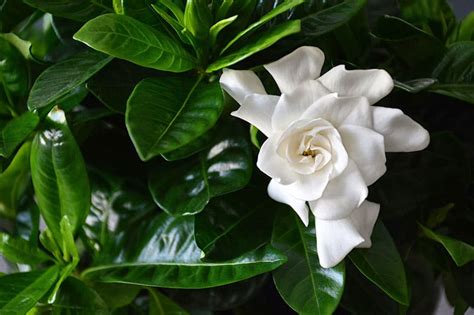 Más de 100 imágenes gratis de Gardenias y Naturaleza .